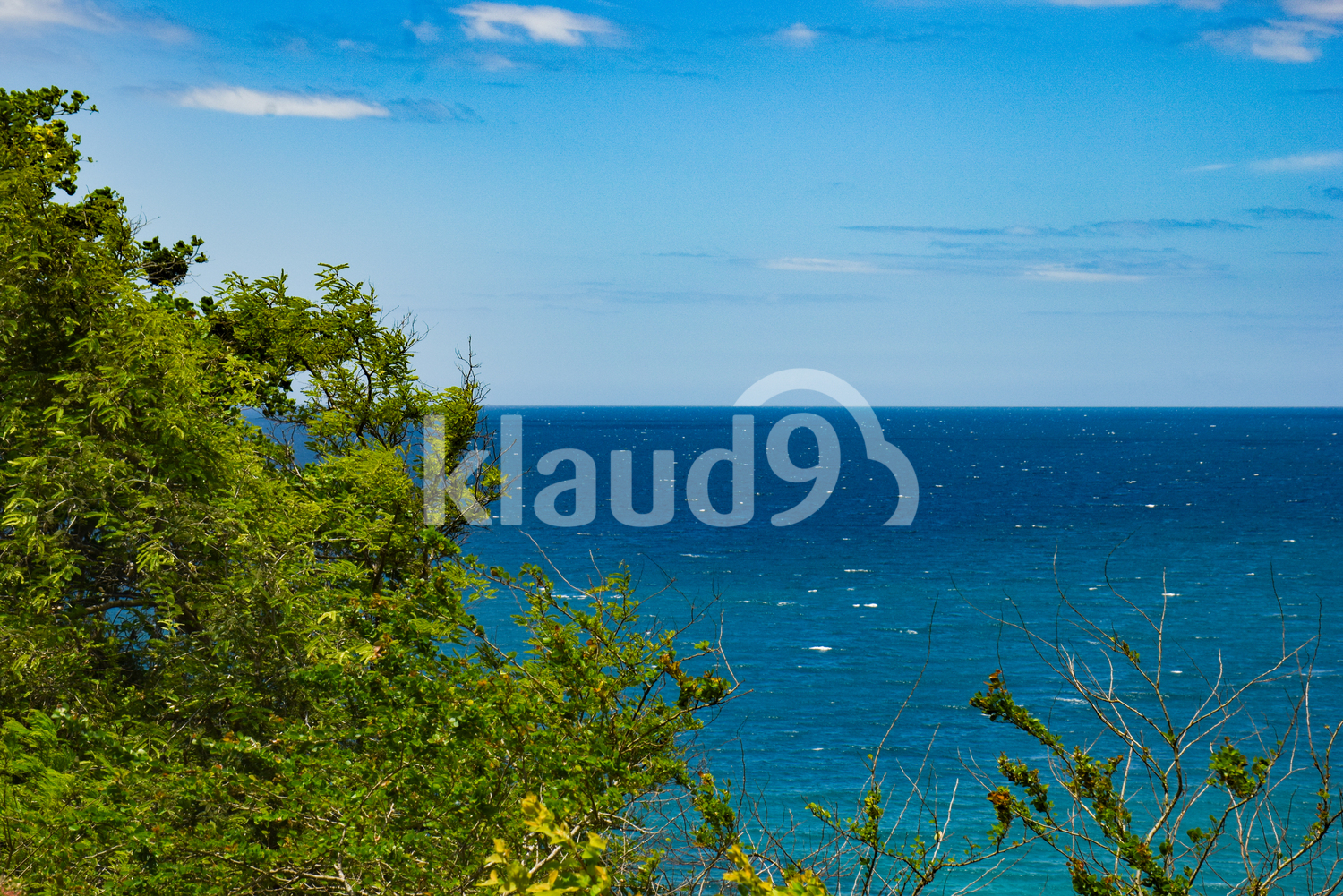 Green foliage with ocean in the background