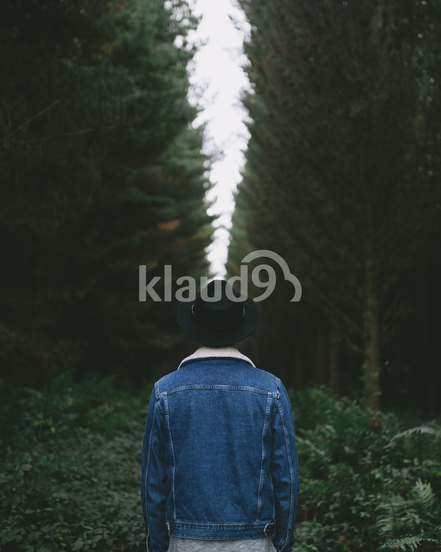 Back view of a young man exploring Waikato forest, New Zealand