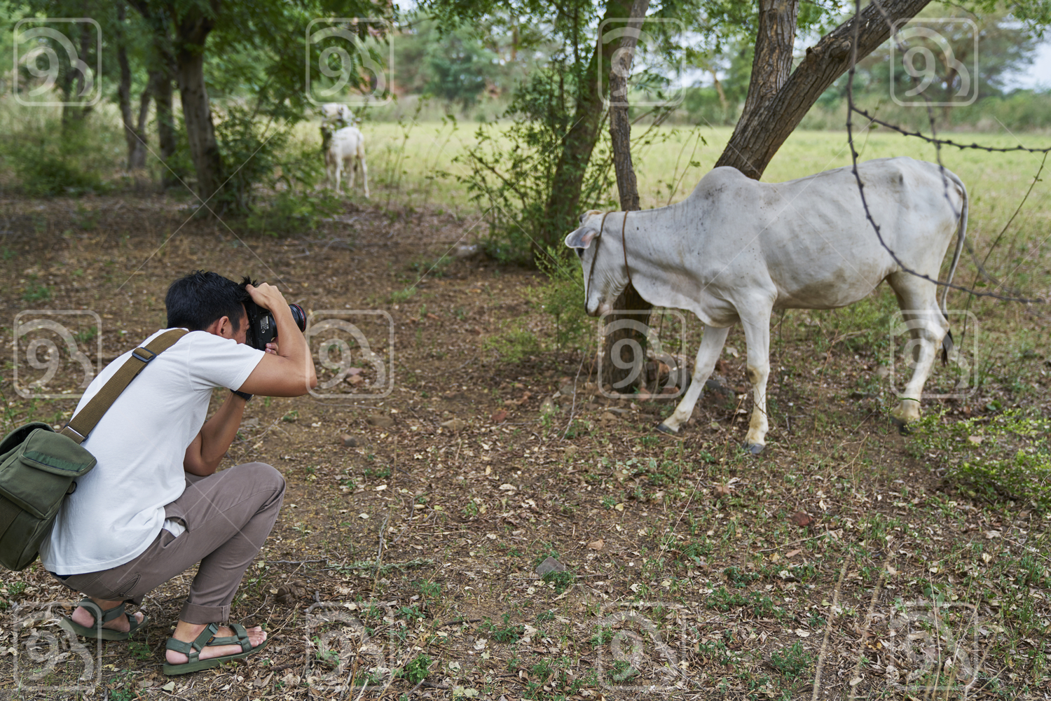 Young man taking photo of a group of cows 