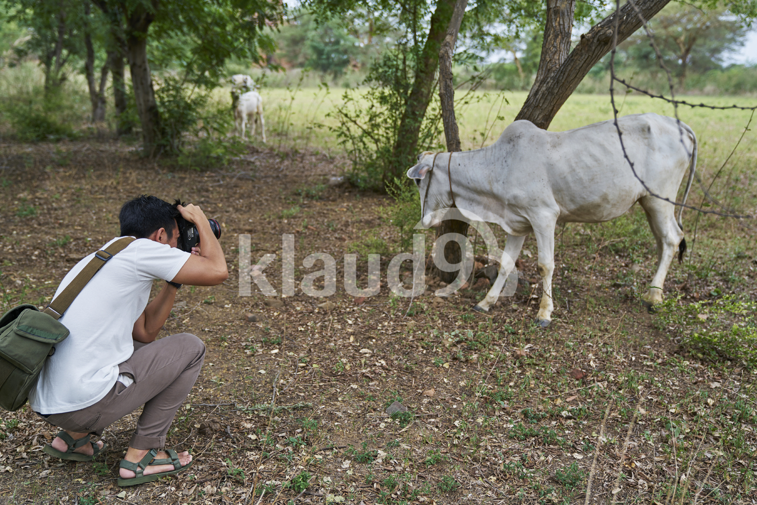 Young man taking photo of a group of cows