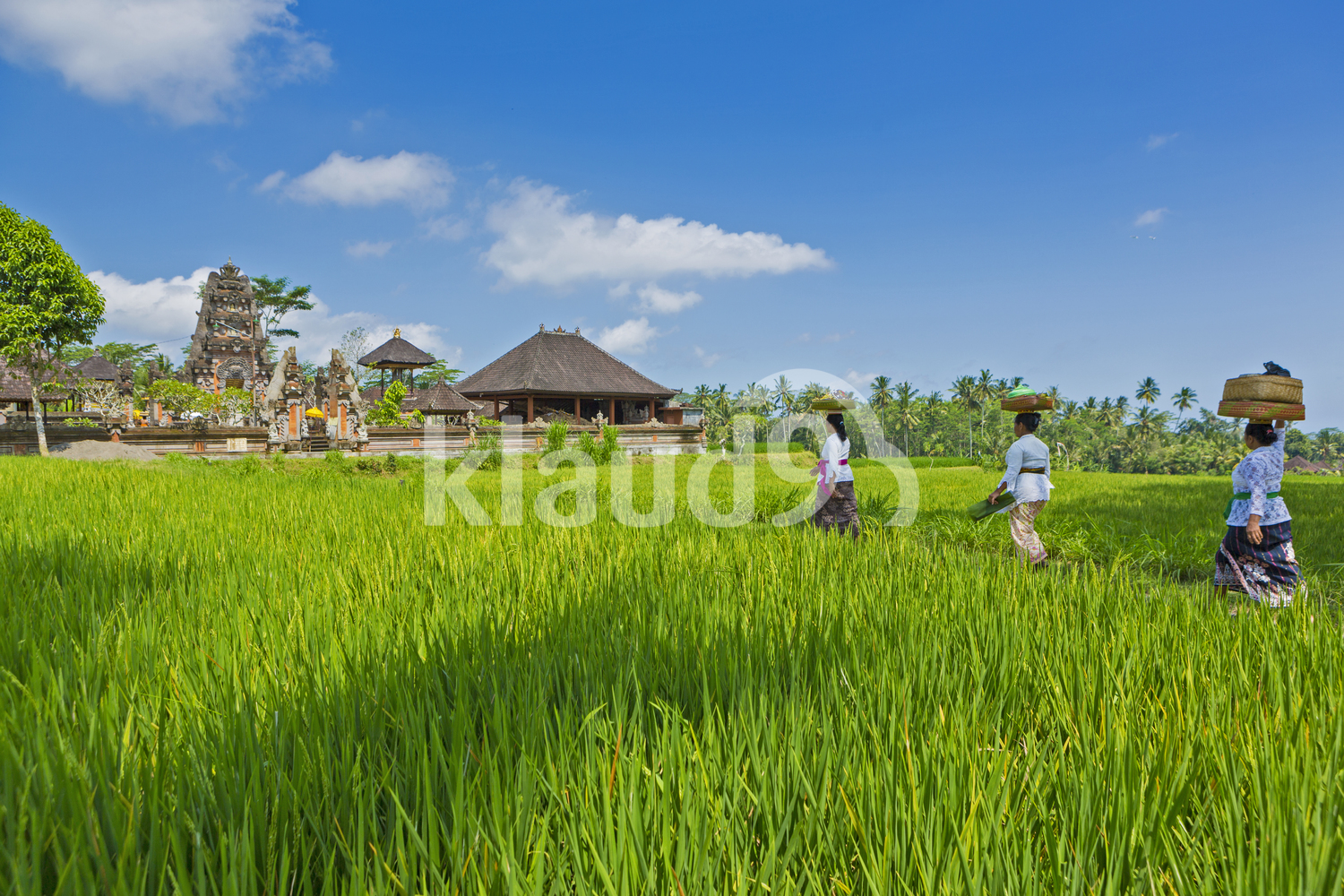 Temple in Rice field Bali