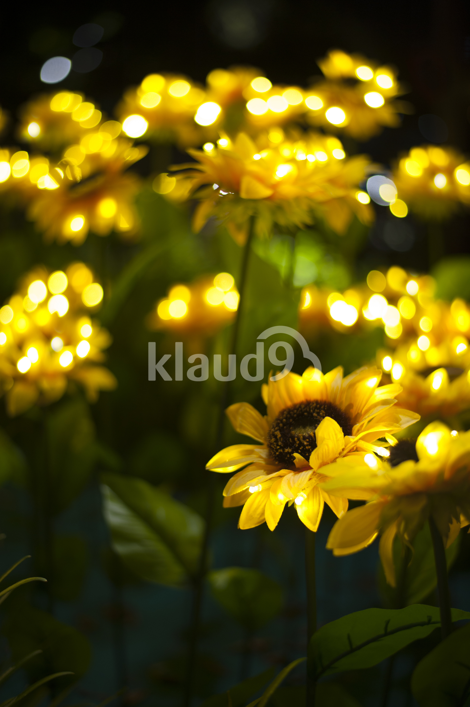 Sunflowers brighten up during an evening light-up.