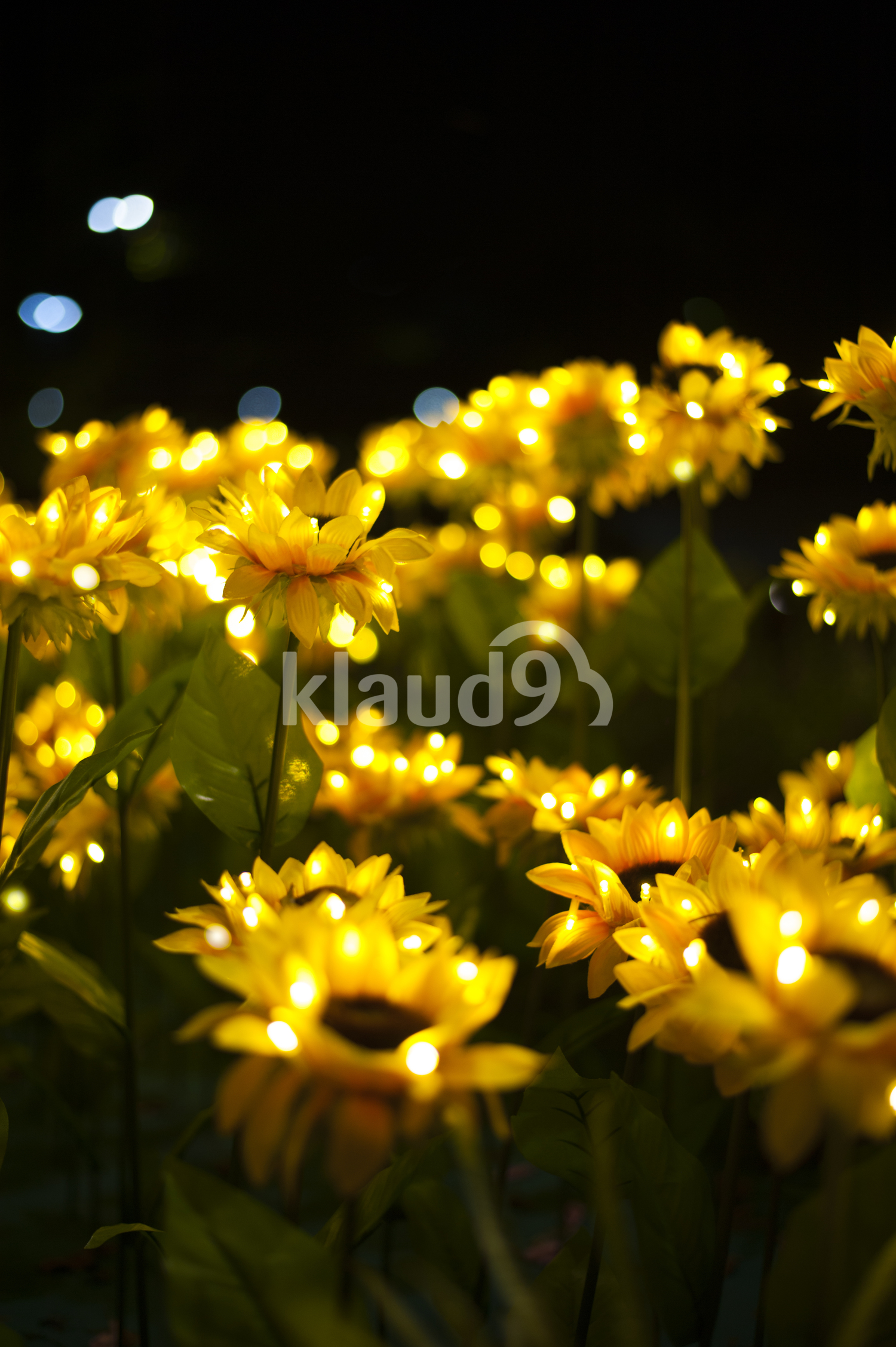 Sunflowers brighten up during an evening light-up.
