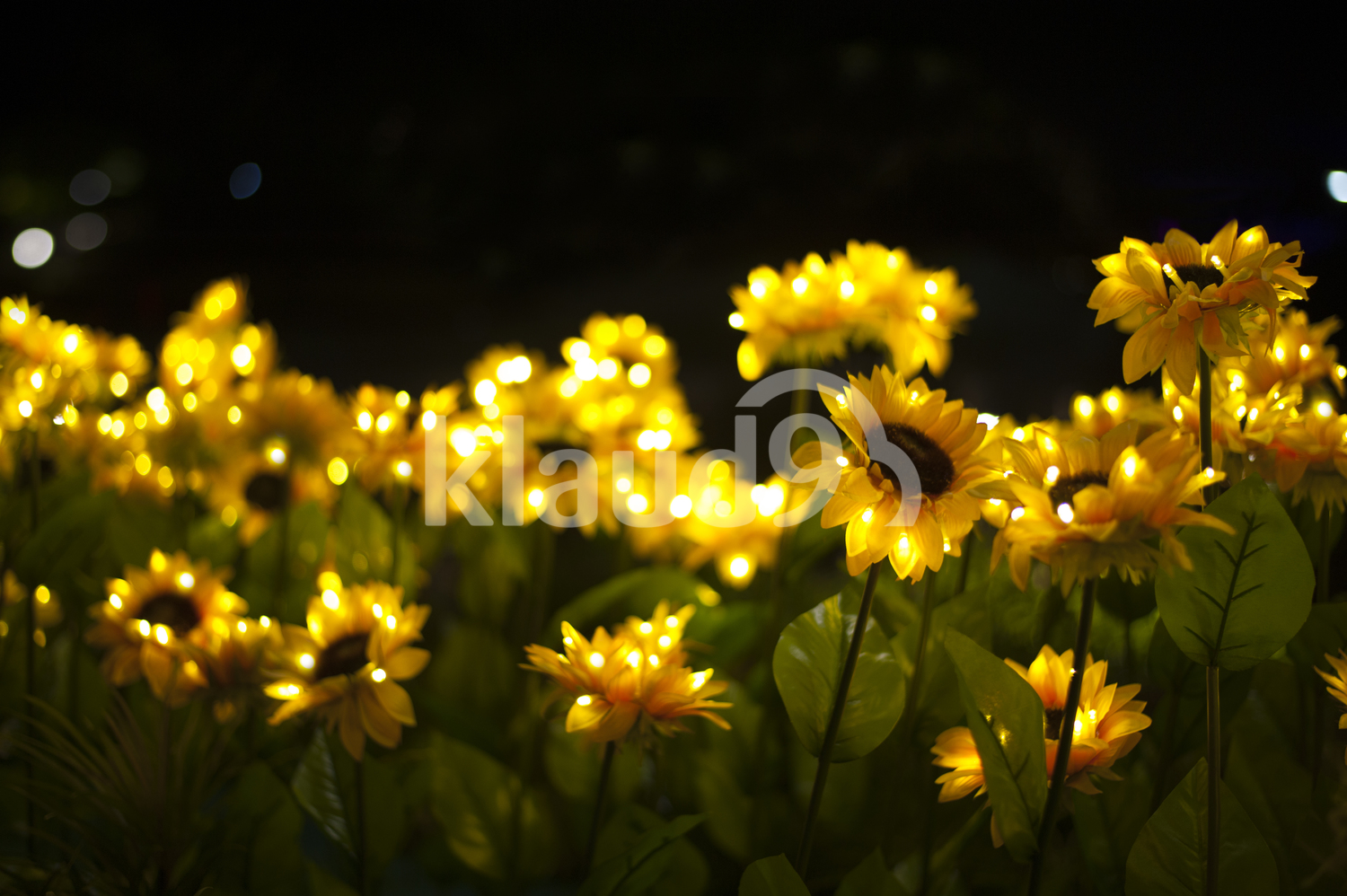 Sunflowers brighten up during an evening light-up.