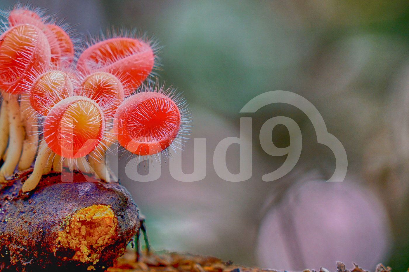 Nature beauty presented by Cookeina tricholoma