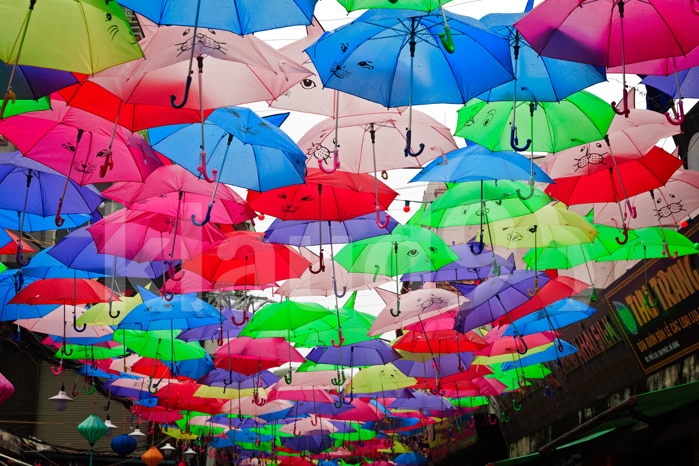 Umbrella Canopy Van Phuc