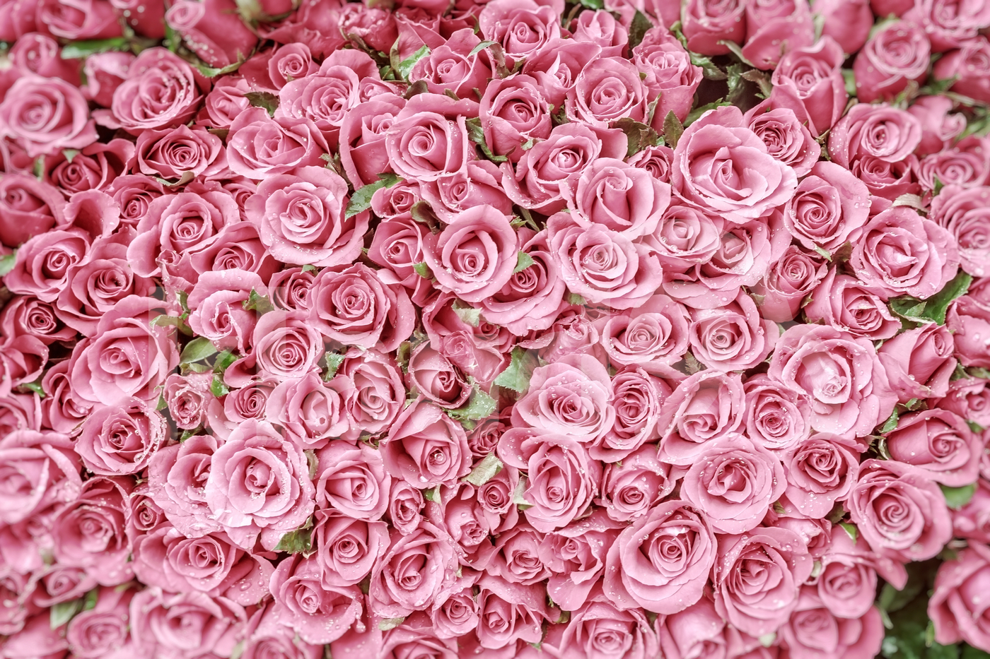 Gigantic Bouquet of Pink Roses 