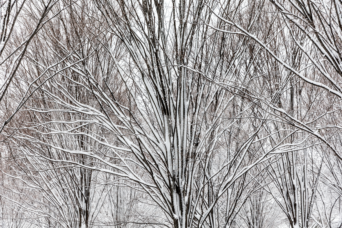 Trees Under Snow 1