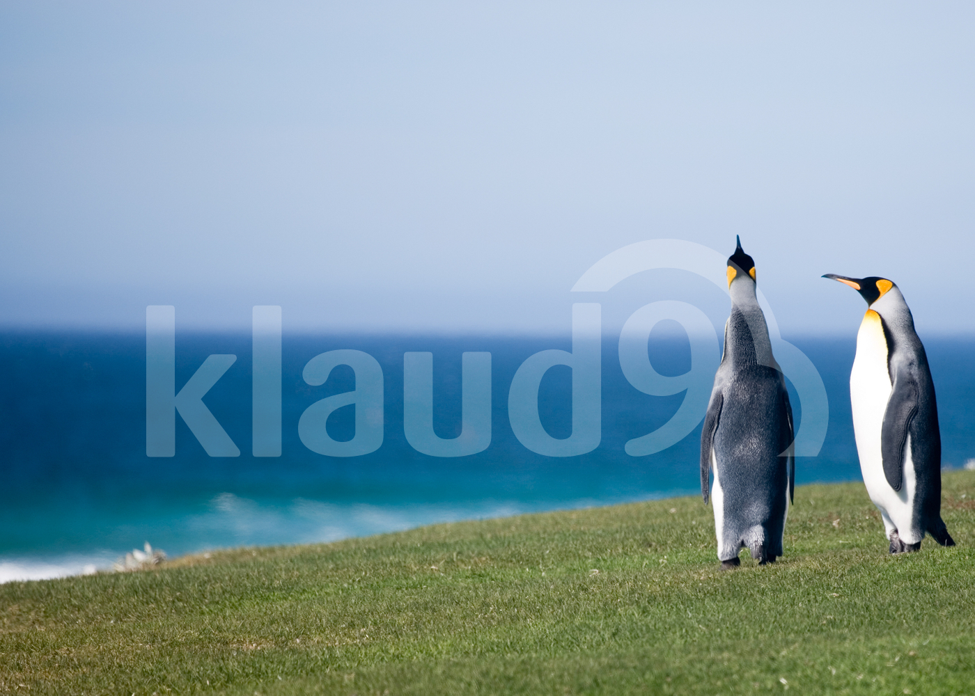 King Pinguins in Falkland Islands 