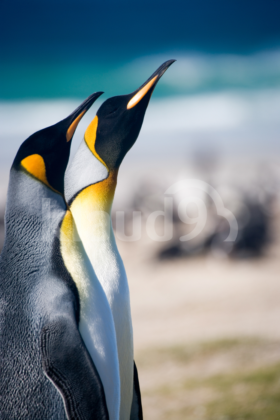 King Pinguins in Falkland Islands 