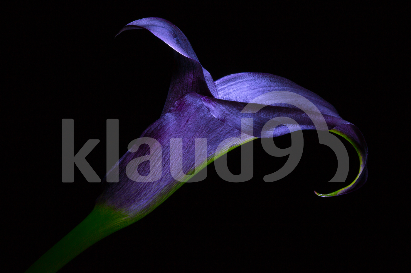 Dark Purple Calla Lily 