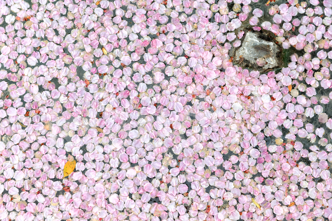 Floating Pink Petals