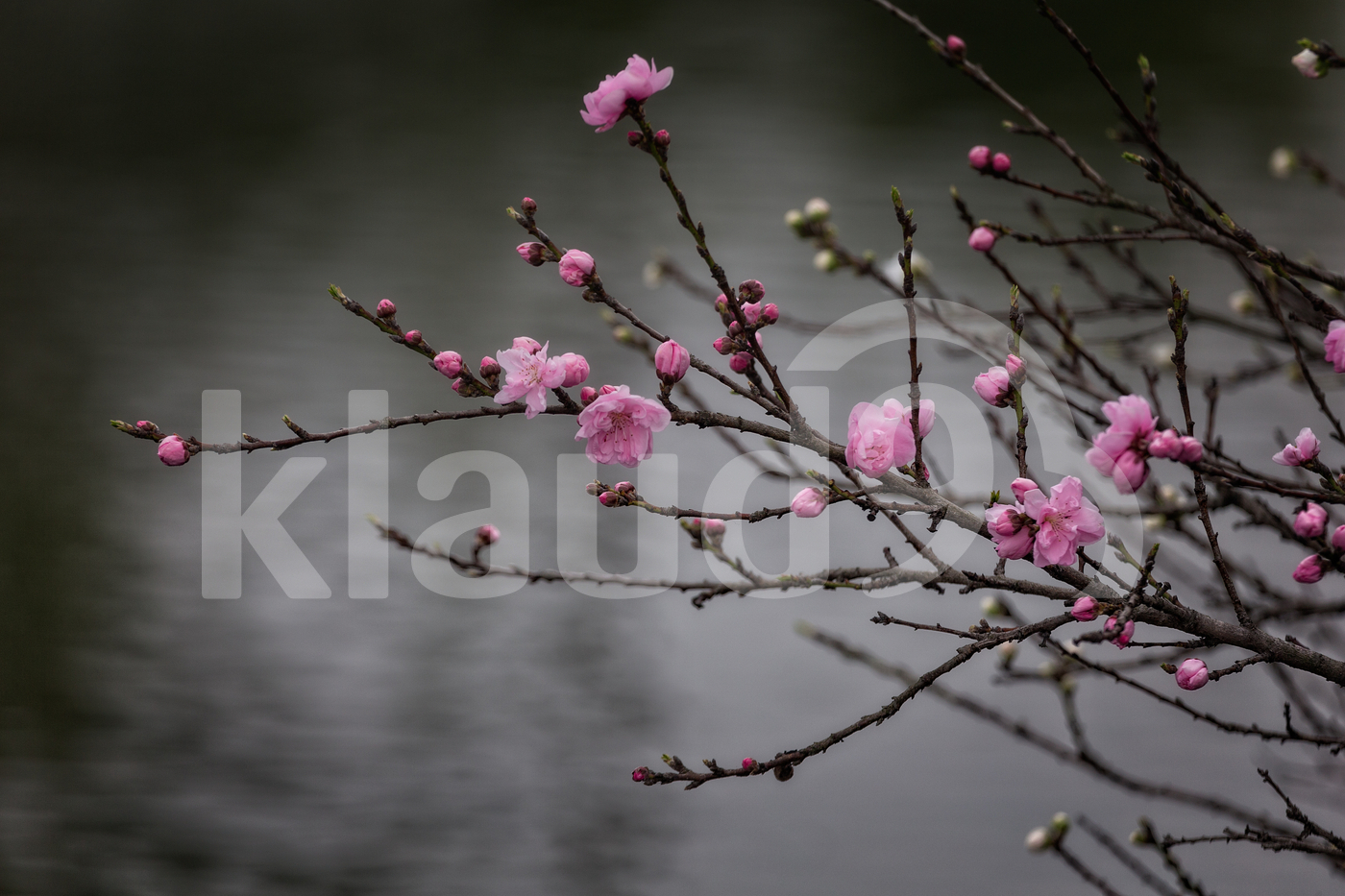 Early Stages of Pink Blooming Tree