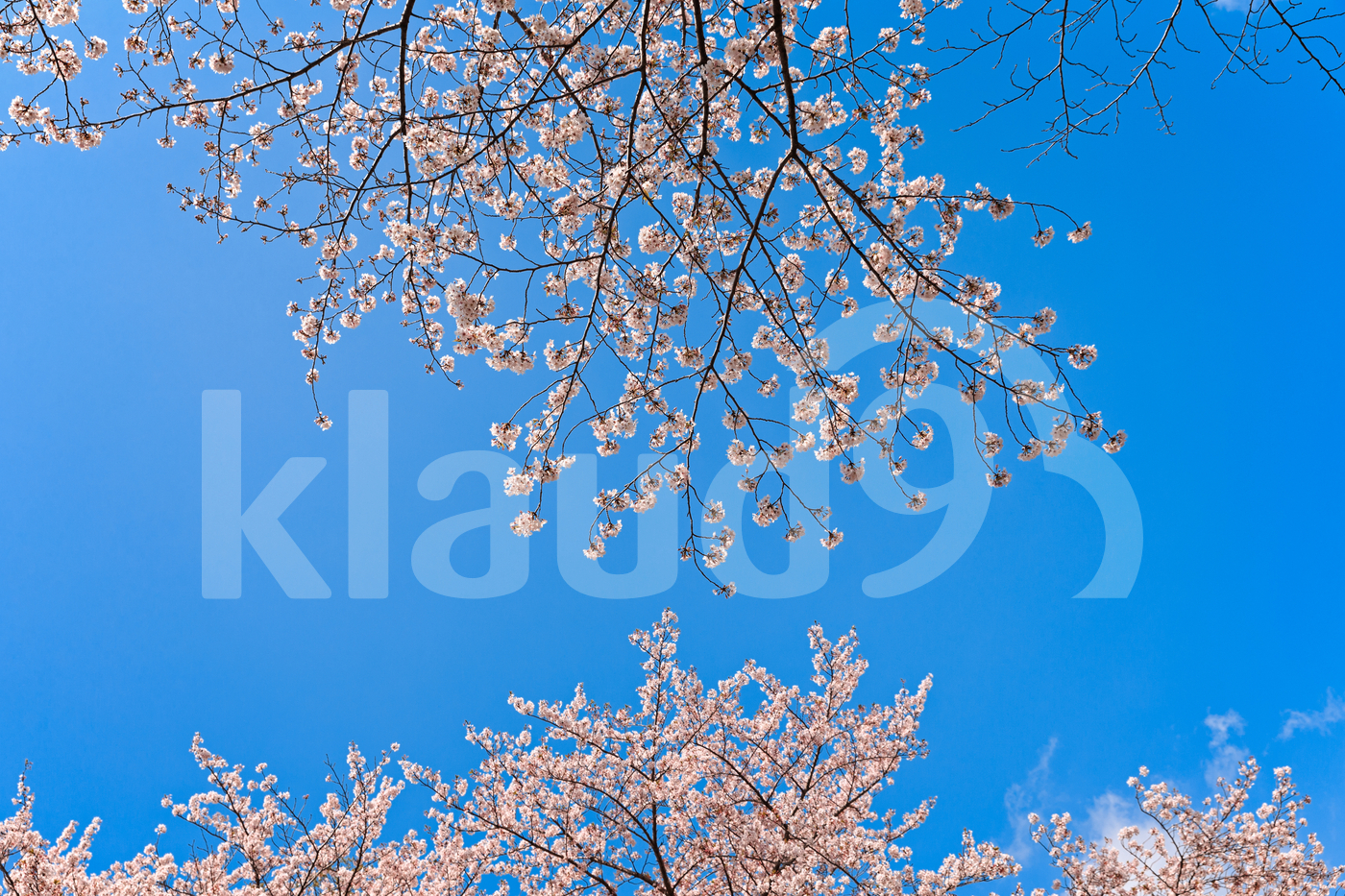 Stages of Pink Blooming Trees with Sky Blue Background