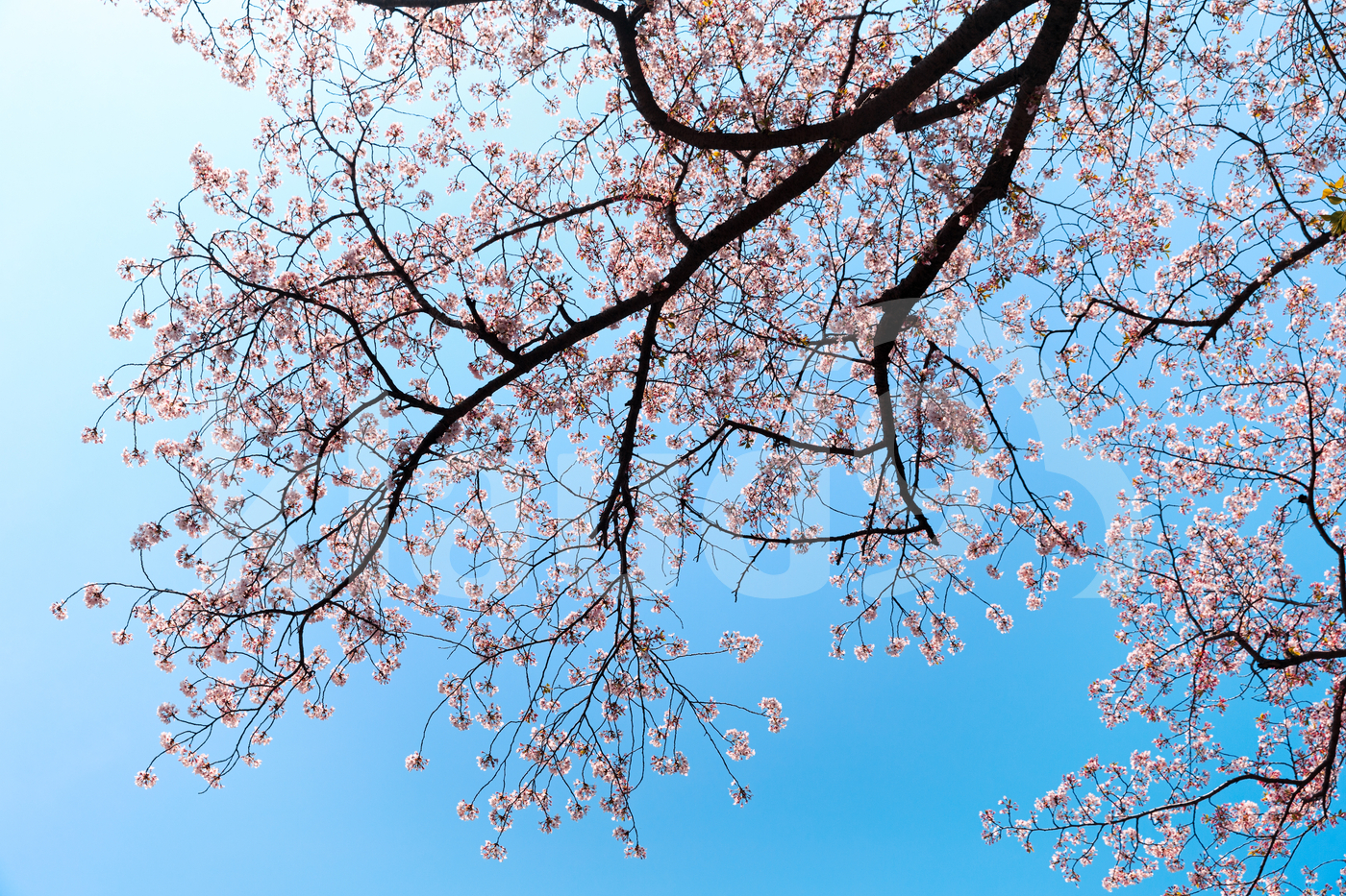 Stages of Pink Blooming Trees with Sky Blue Background.