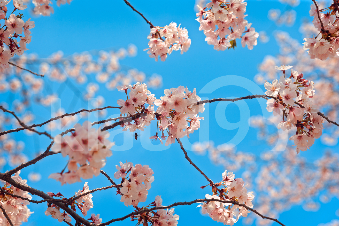 Blooming Pink Trees with Flying Bee