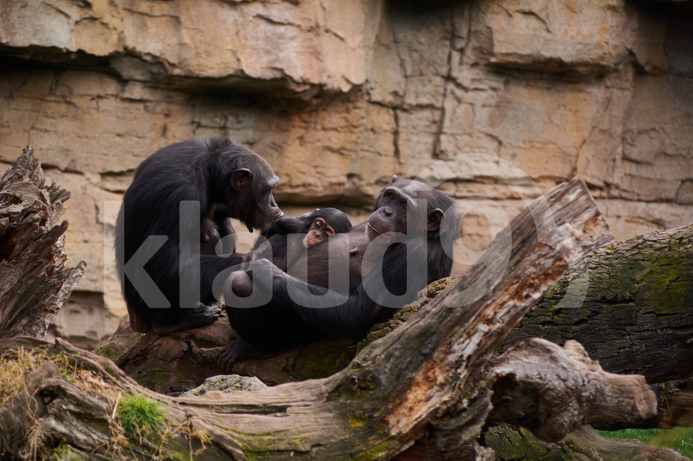 Two female chimpanzees caring for young, mother's love,